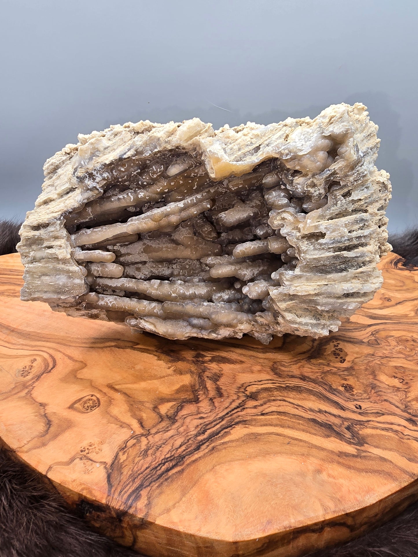Agatized coral