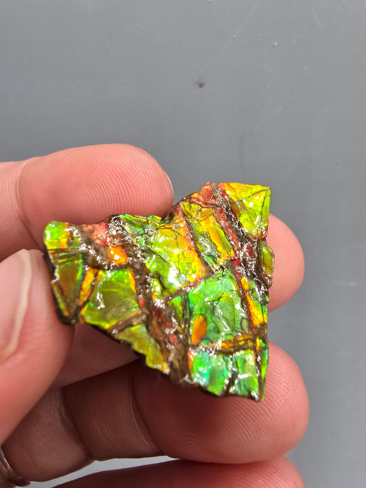 Canadian ammolite