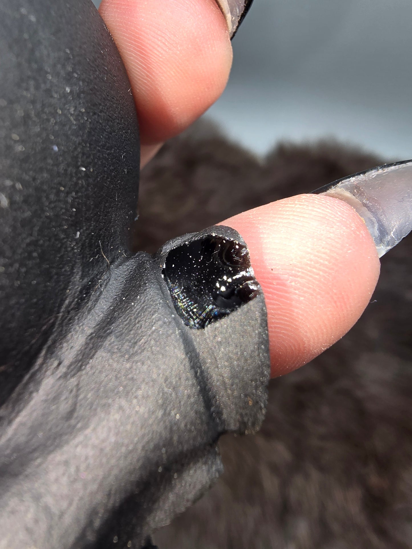 Obsidian bull
