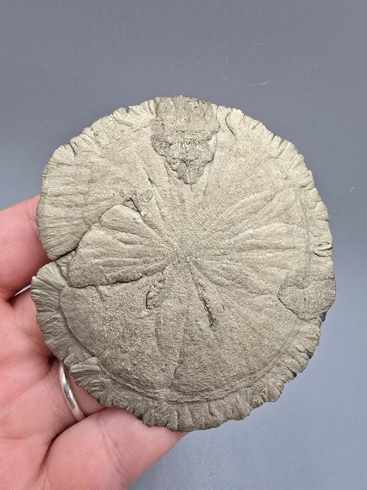 Pyrite sun B