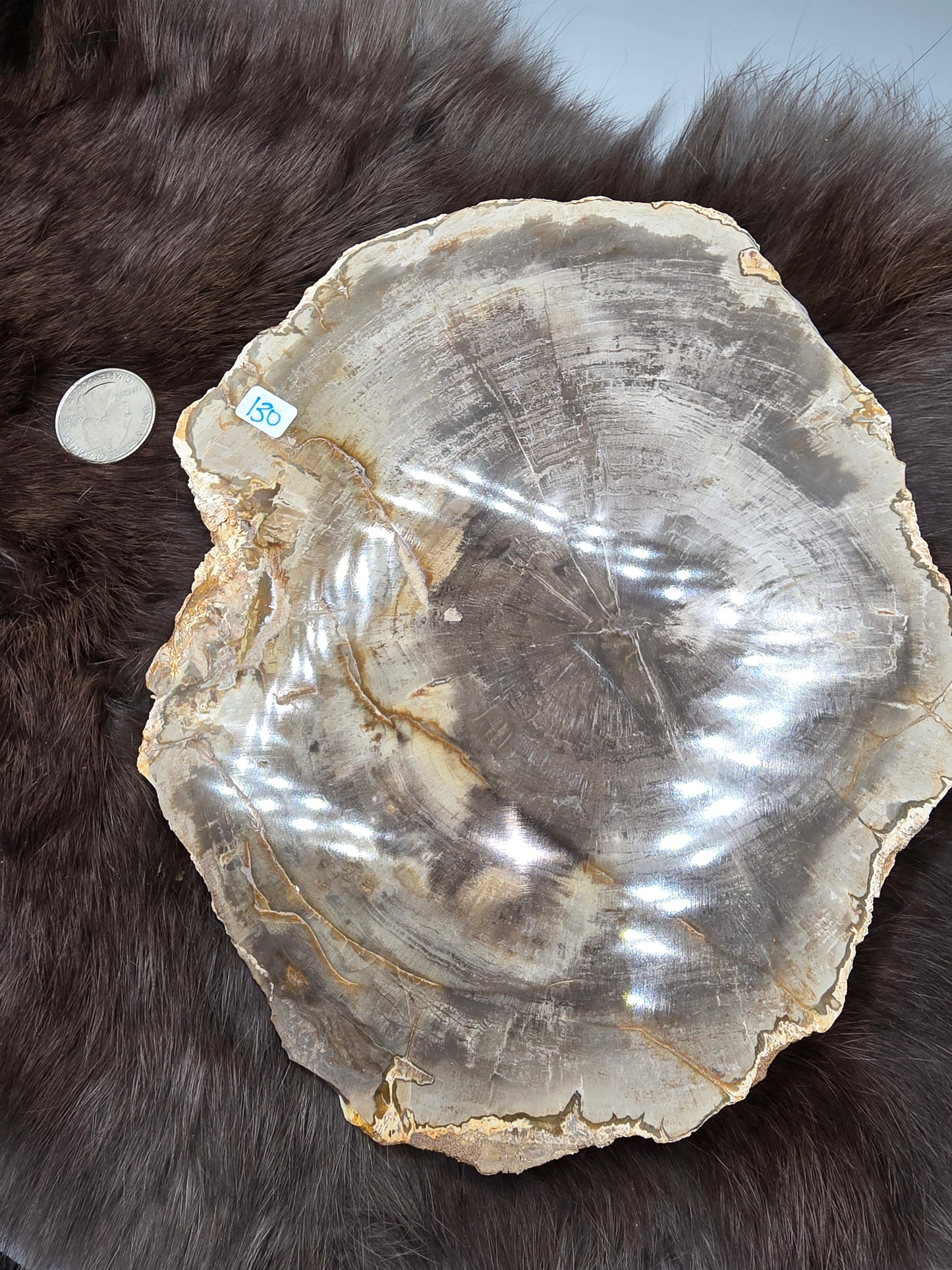 Petrified wood