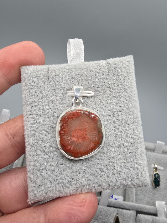 Red horn coral