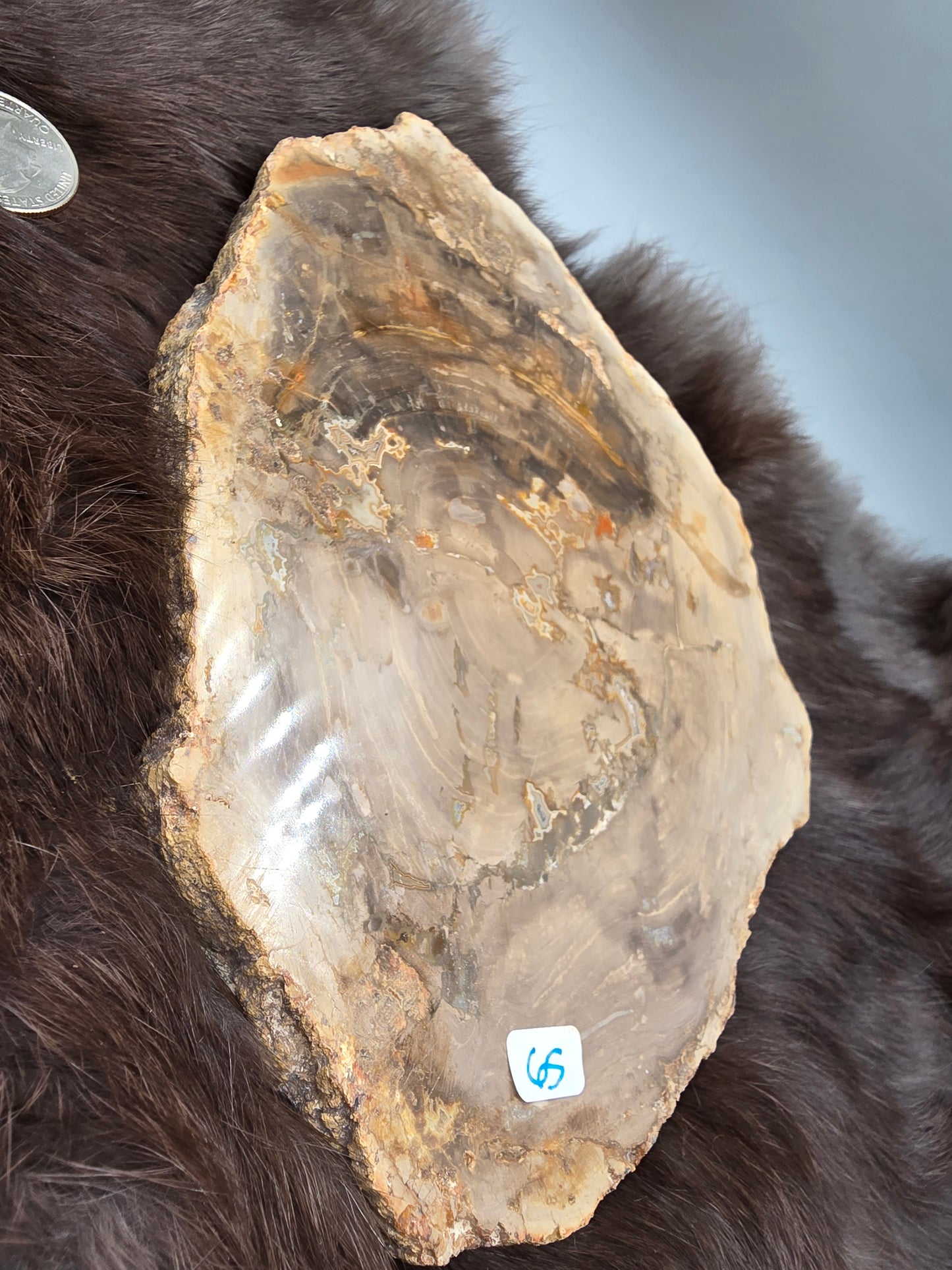 Petrified wood
