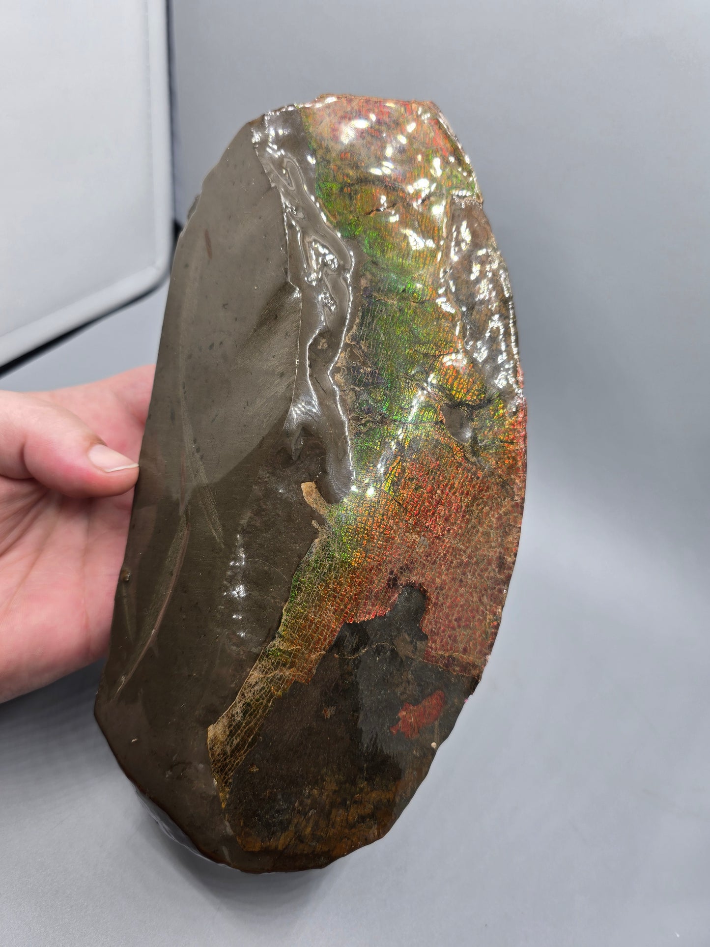 Canadian ammolite