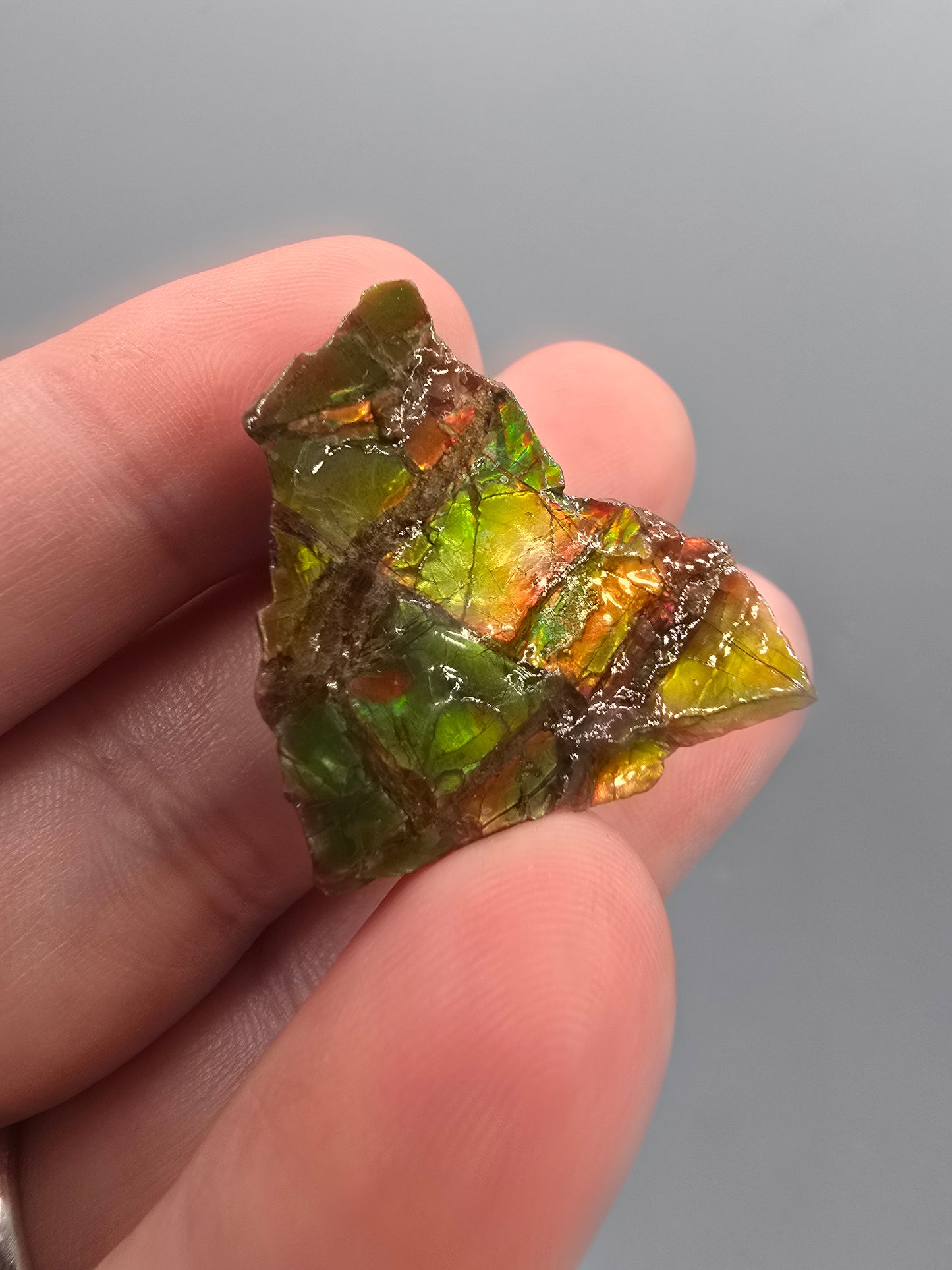 Canadian ammolite