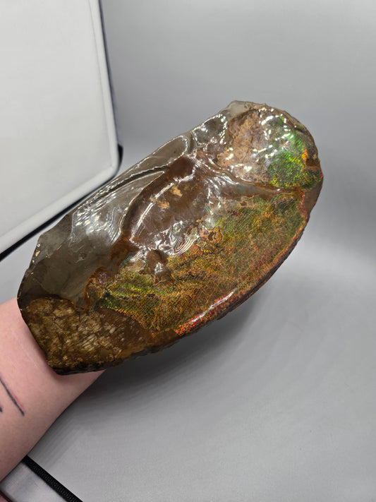 Canadian ammolite