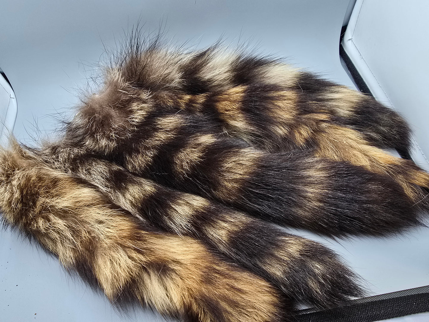 Raccoon tails