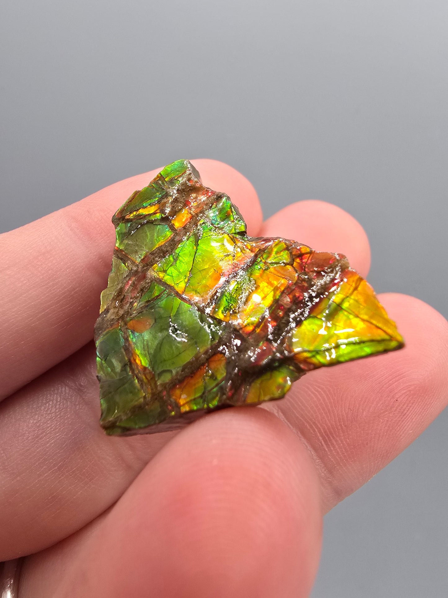 Canadian ammolite