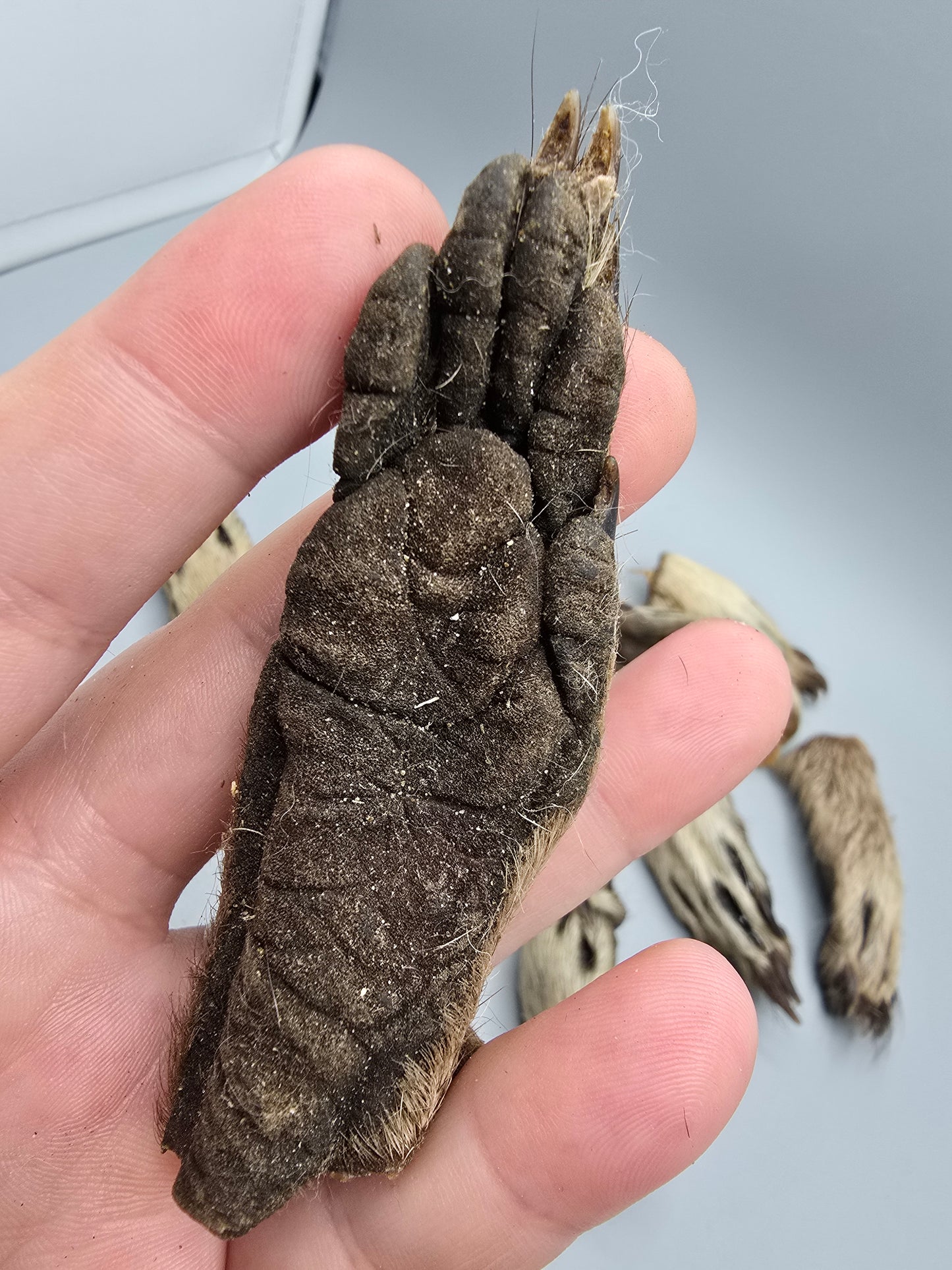 Raccoon paws