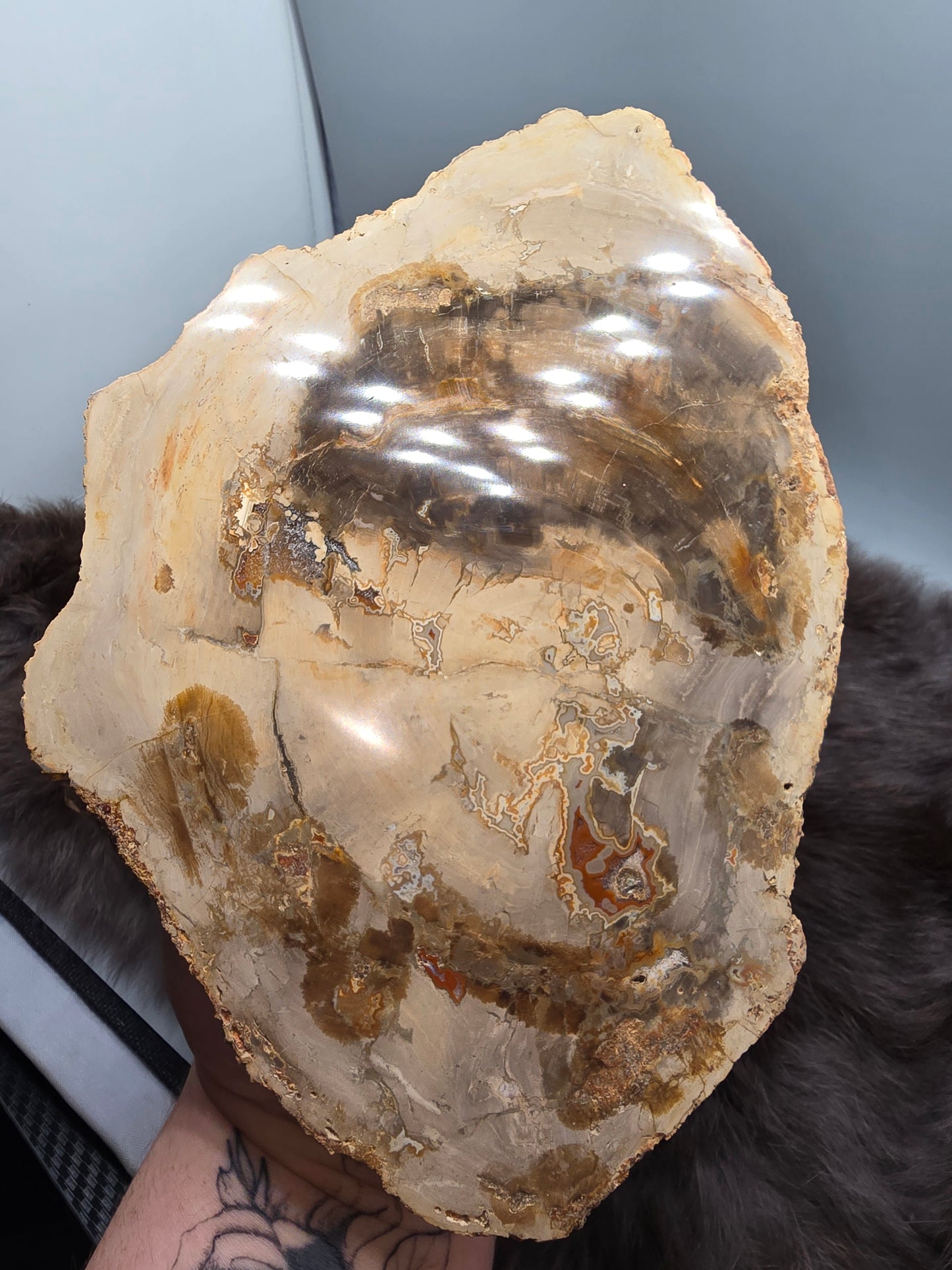 Petrified wood