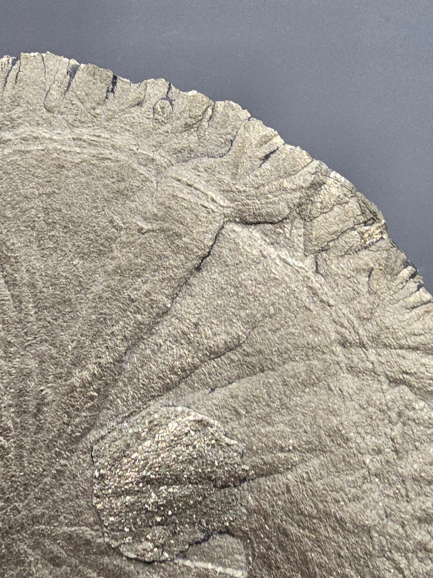 Pyrite sun B