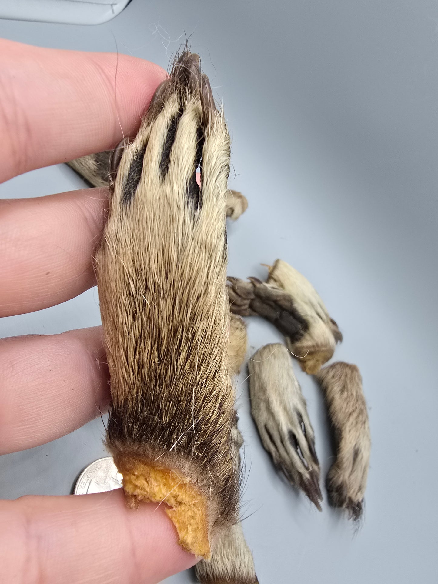 Raccoon paws
